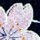 KKP2338-HM-83 KKP2338-HM-83-ハ