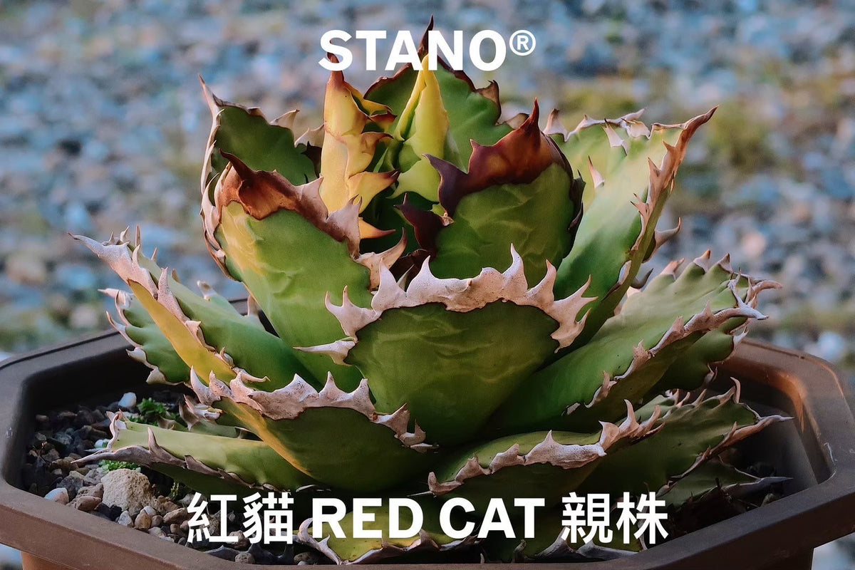 【Stano.Lab】<br>アガベ チタノタ<br> 'レッド キャッツ' GT-14