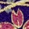 KKP2338-KusaZakura KKP2338-KusaZakura-ヘ