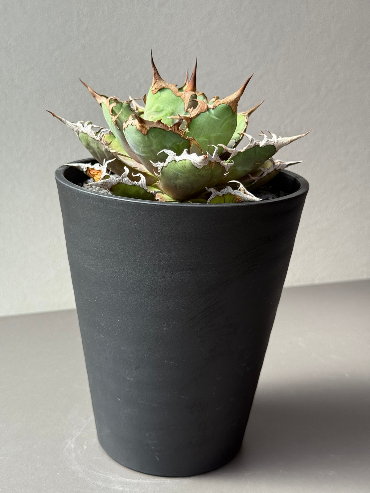 Stano.Lab]Agave titanota'Caesar' GT-29 — Greentex