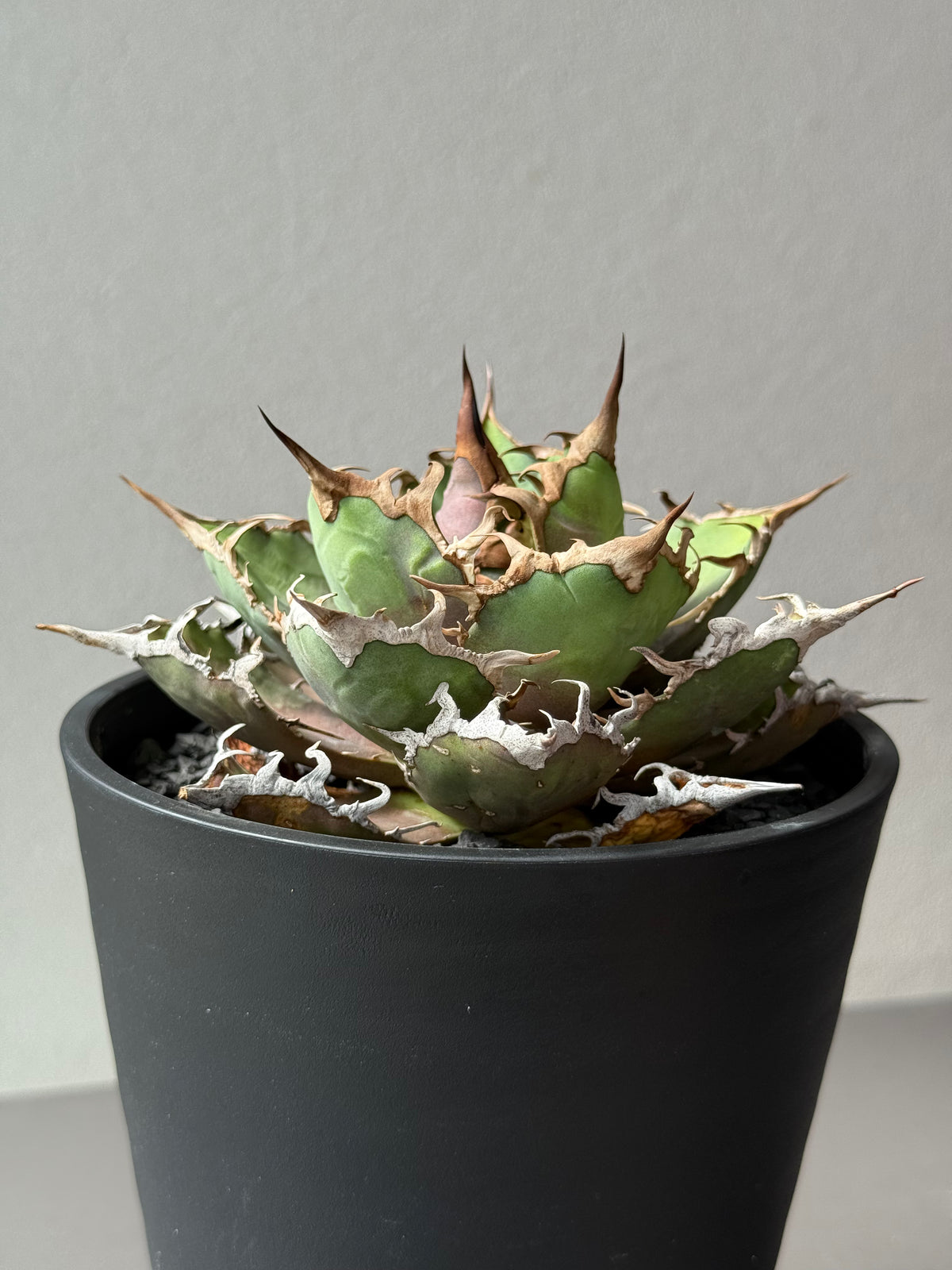 Stano.Lab]Agave titanota'Caesar' GT-29 — Greentex