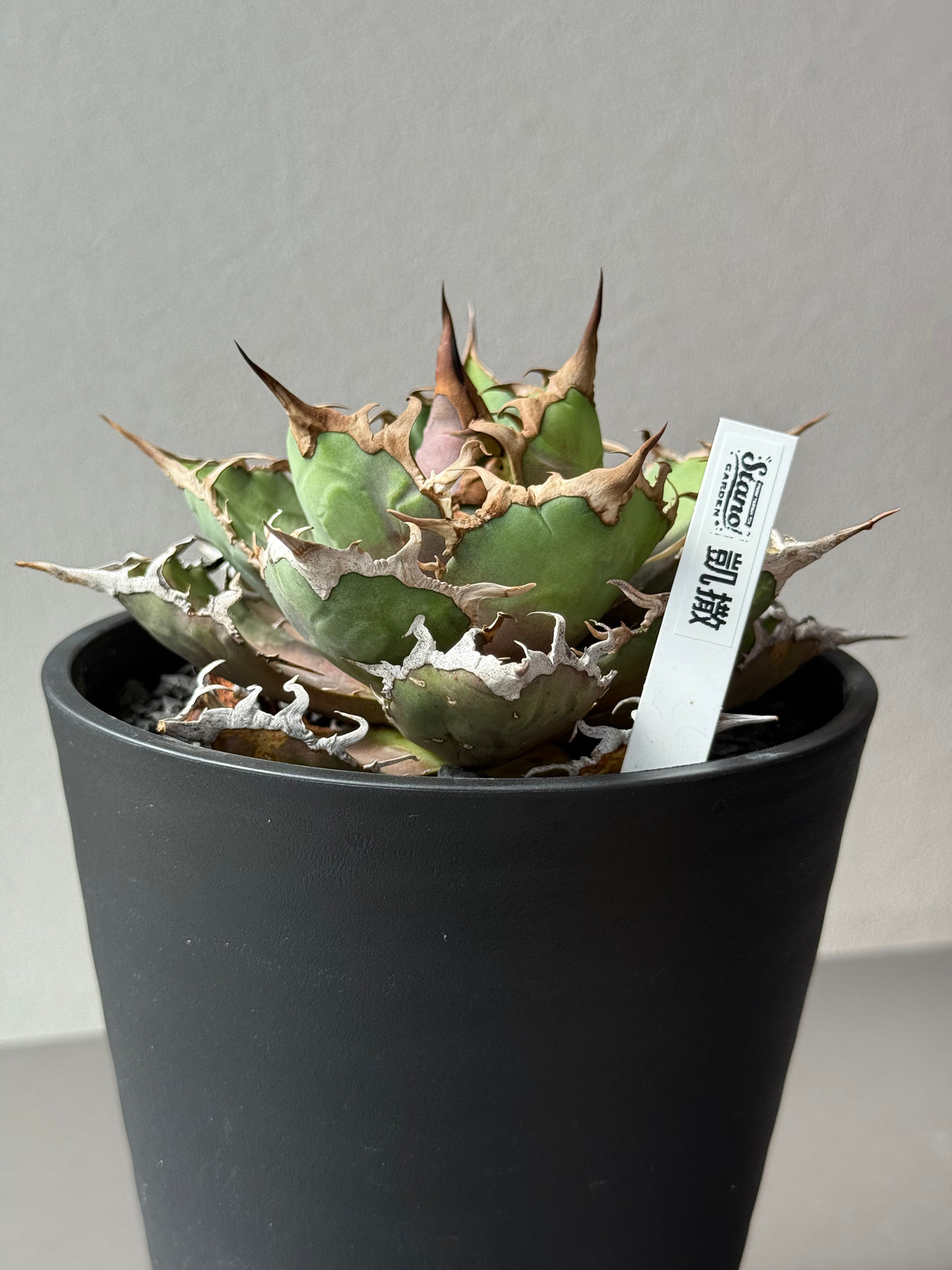 Stano.Lab]Agave titanota'Caesar' GT-29 — Greentex