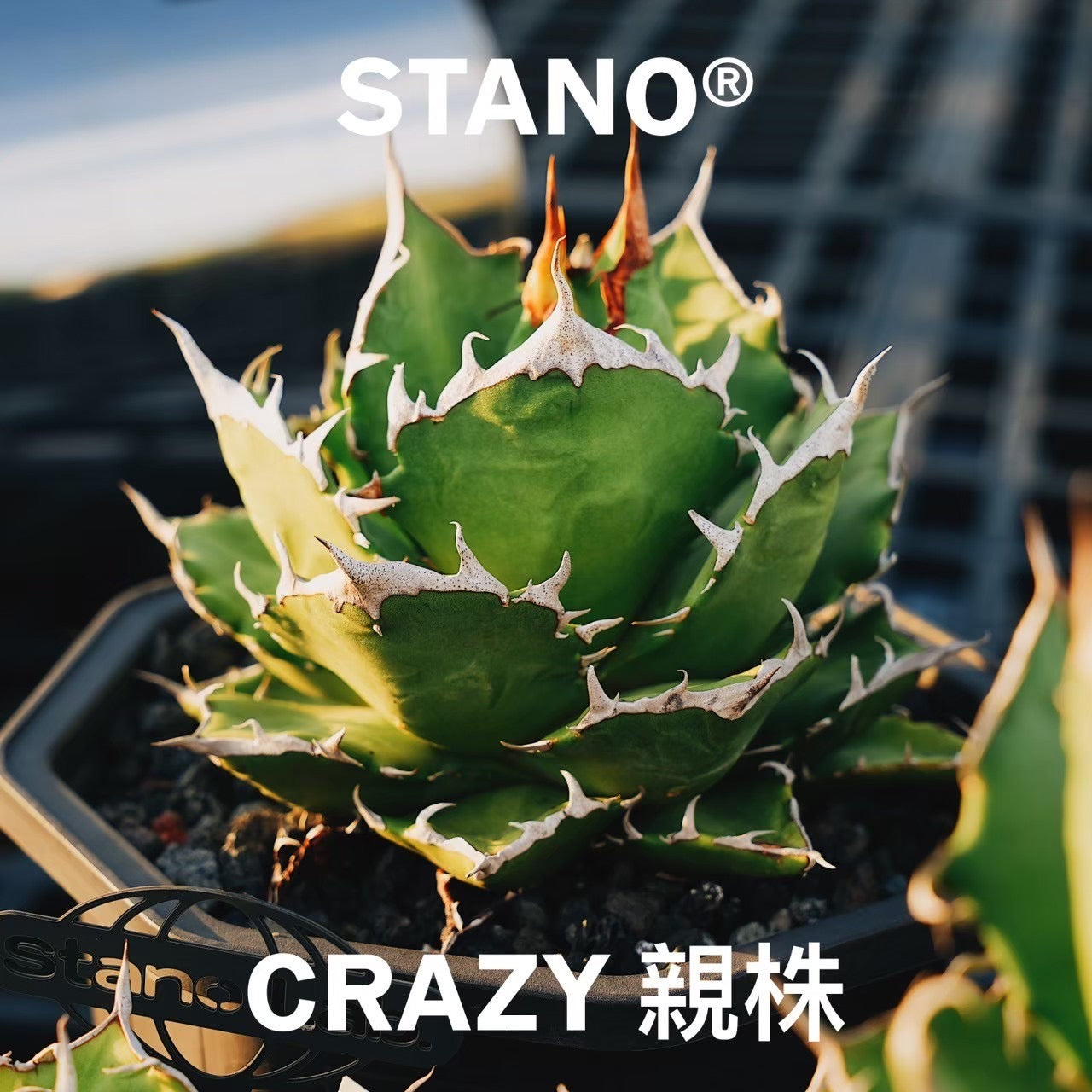 Stano.Lab]Agave titanota'Crazy' GT-11 — Greentex