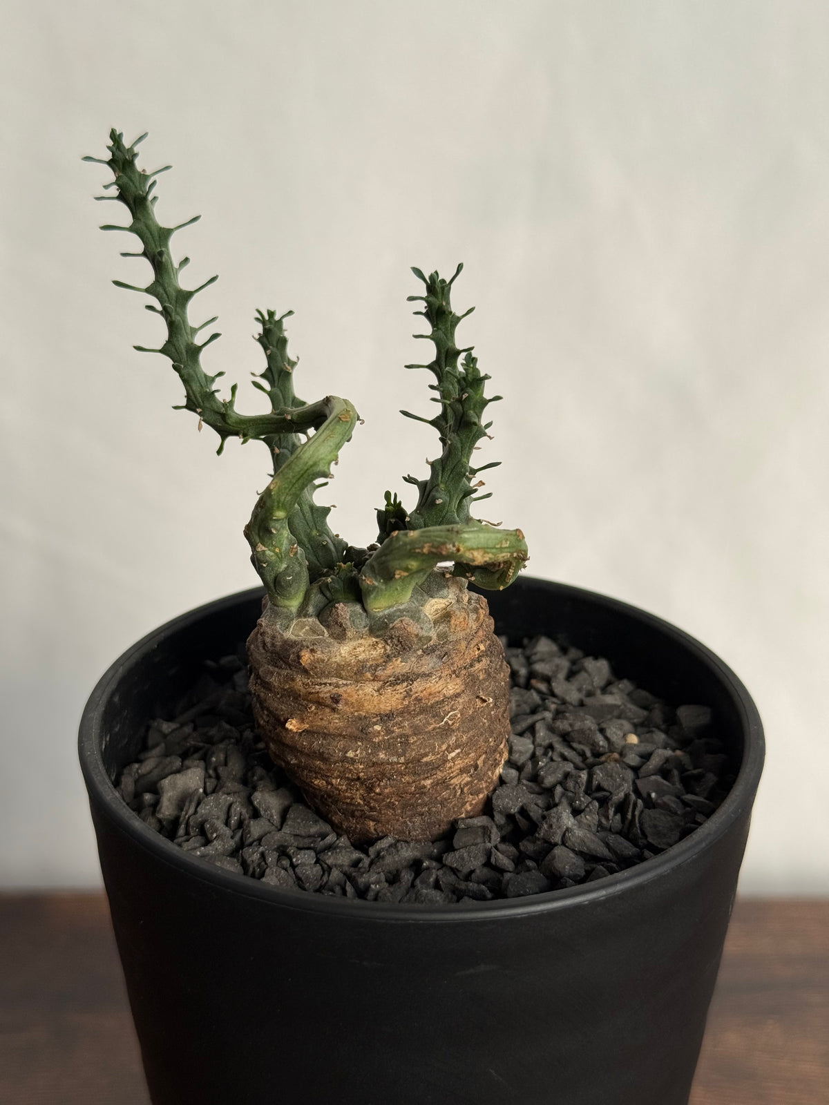 ユーフォルビア ガトベルゲンシス　 みやび鉢付き Euphorbia gatbergensis ユーフォルビア ガトベルゲンシス - メルカリ 塊根植物・コーデックス