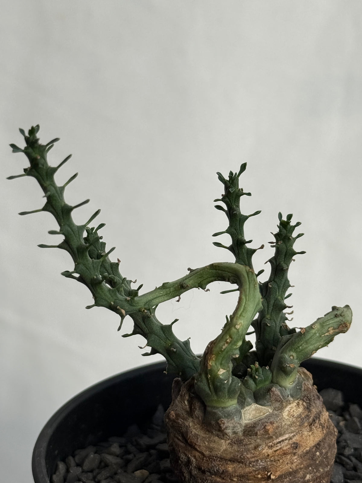 発根済】ユーフォルビア・ガトベルゲンシス 鷲卵丸 C11 — Greentex