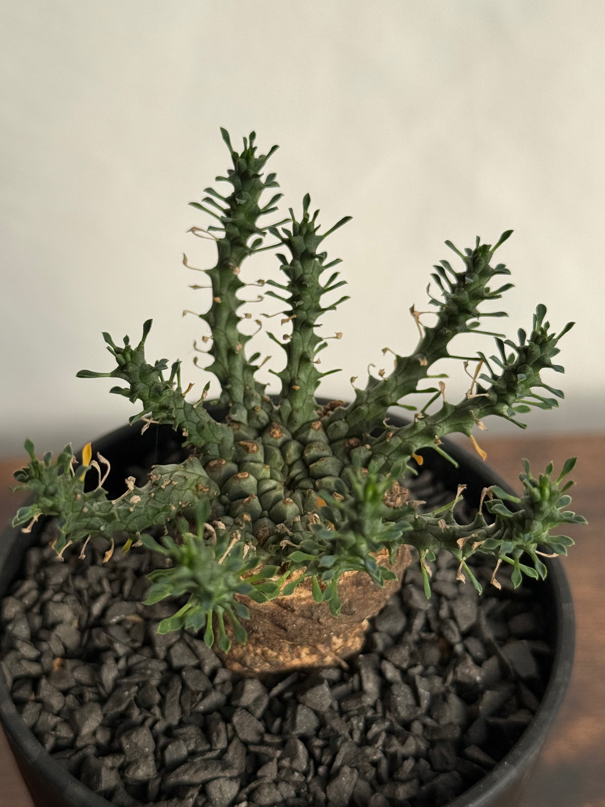発根済】ユーフォルビア・ガトベルゲンシス 鷲卵丸 C13 — Greentex
